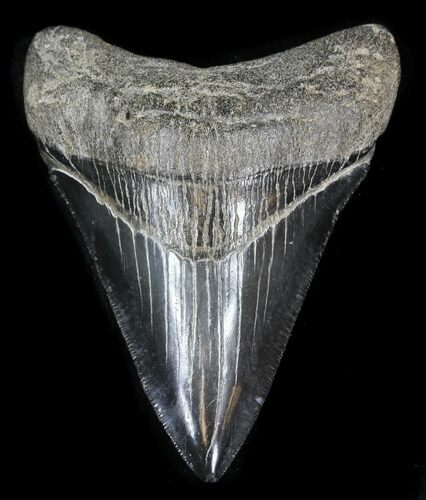 Black Megalodon Tooth - Catherine Sound, Georgia #31596